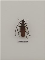 藏品(中華薄翅天牛)的圖片